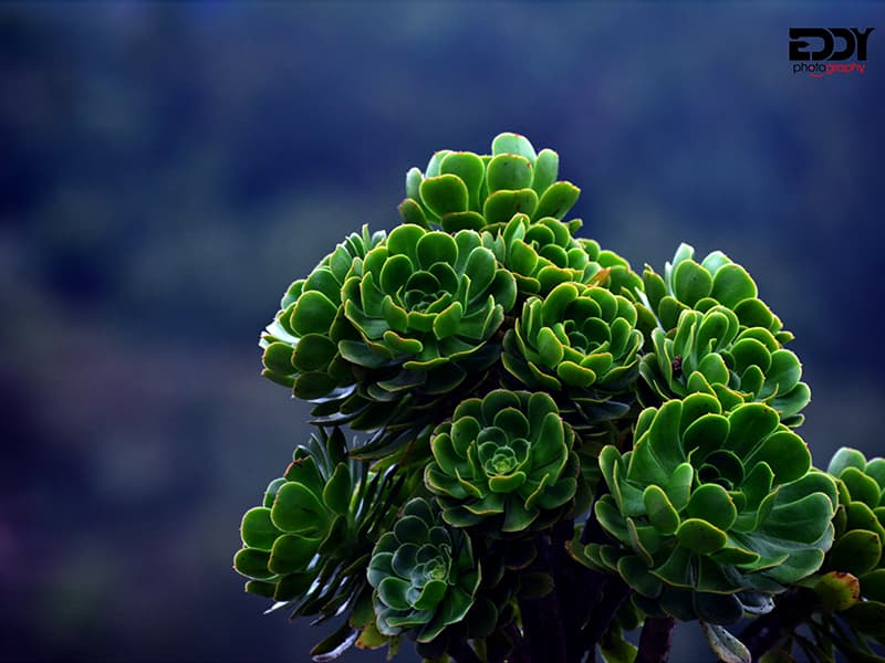 Blissful Green